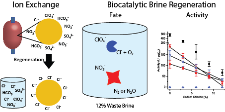 Ion Exchange in biocatalyitc brine regeneration infographic