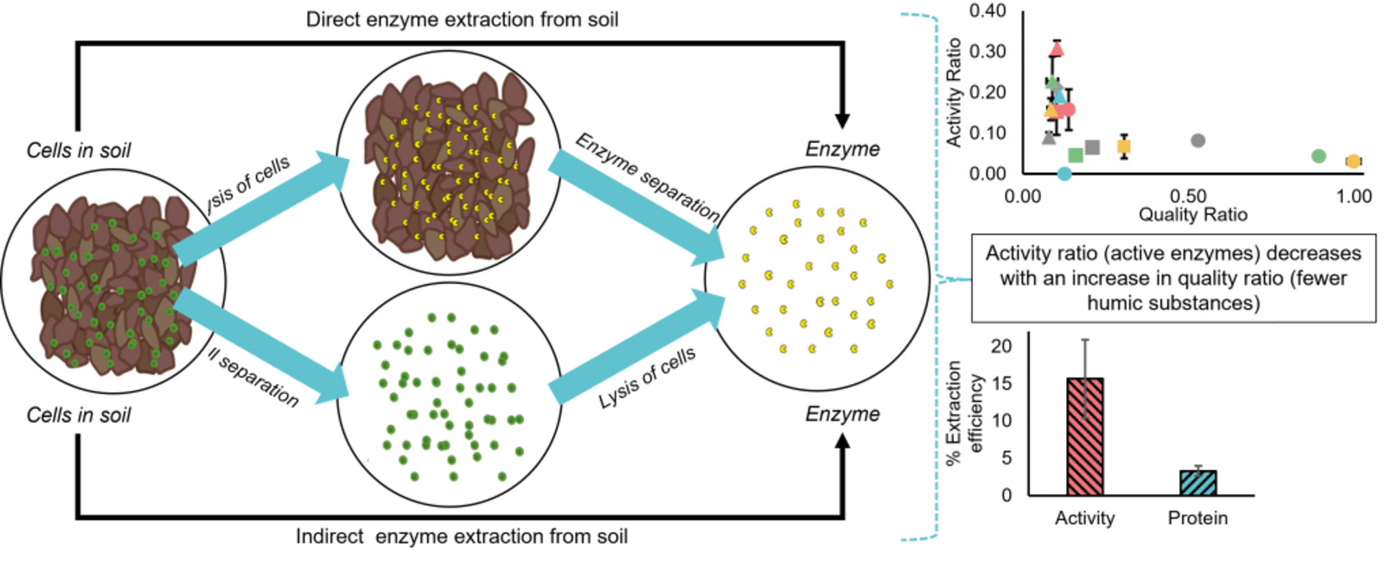 enzyme extraction from soil infographic, activity ratio (active enzymes) decreases with an increase in quality ratio (fewer humic substances)