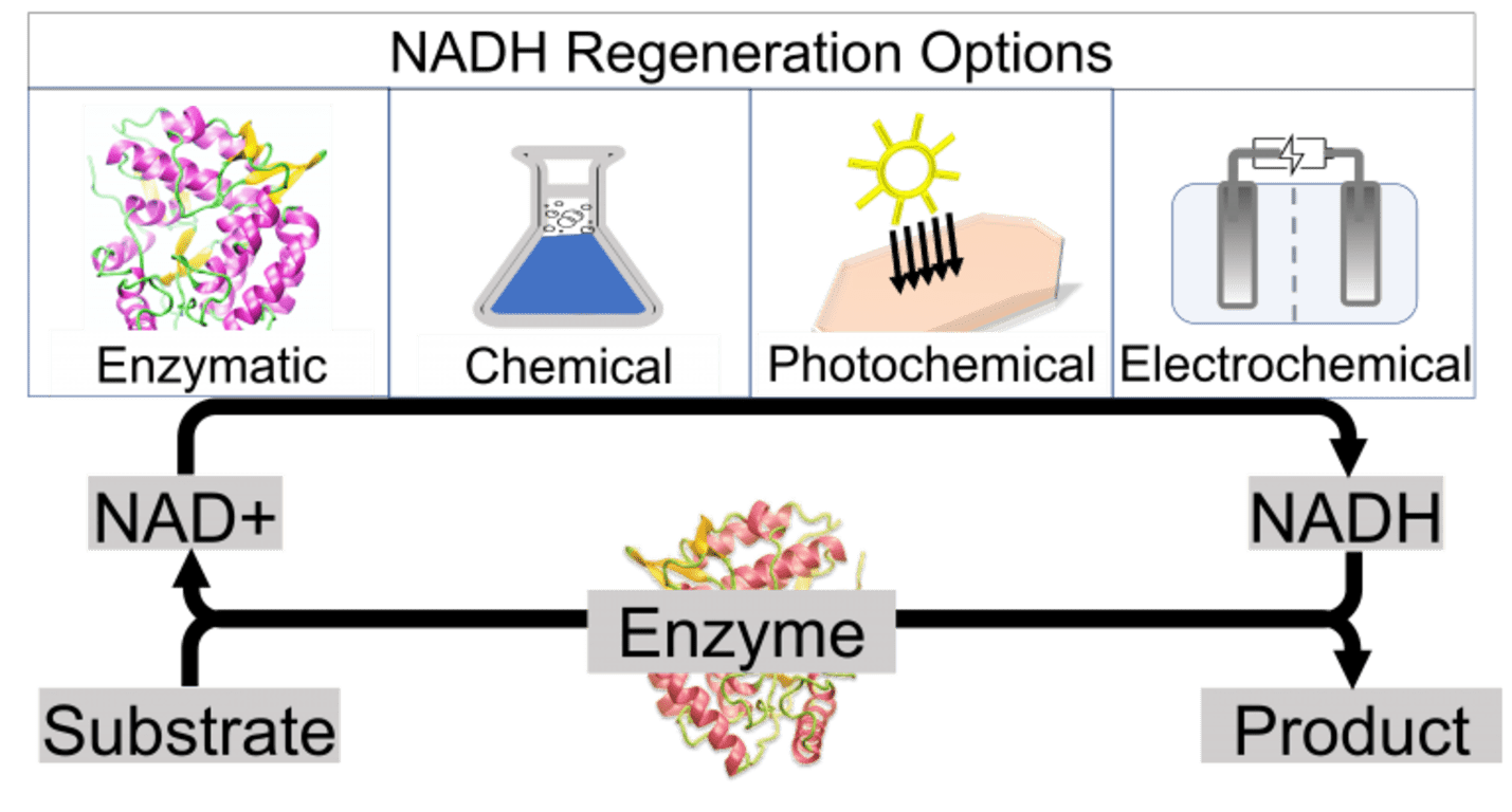 NADH Regeneration Options infographic